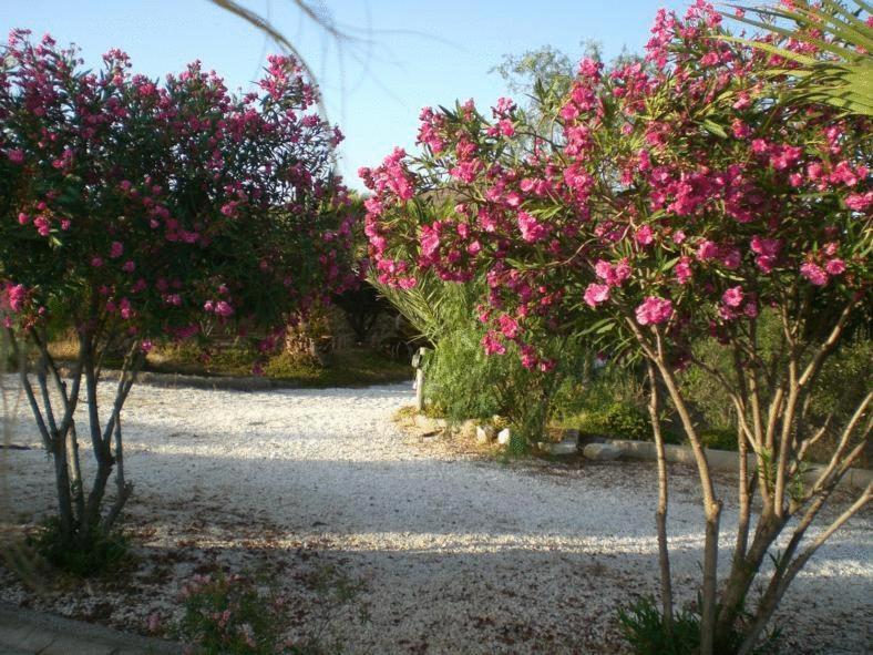 Casas Rurales Cortijo Torreblanca Parque Cabo De Gata Ел Посо де лос Фрайлес Екстериор снимка