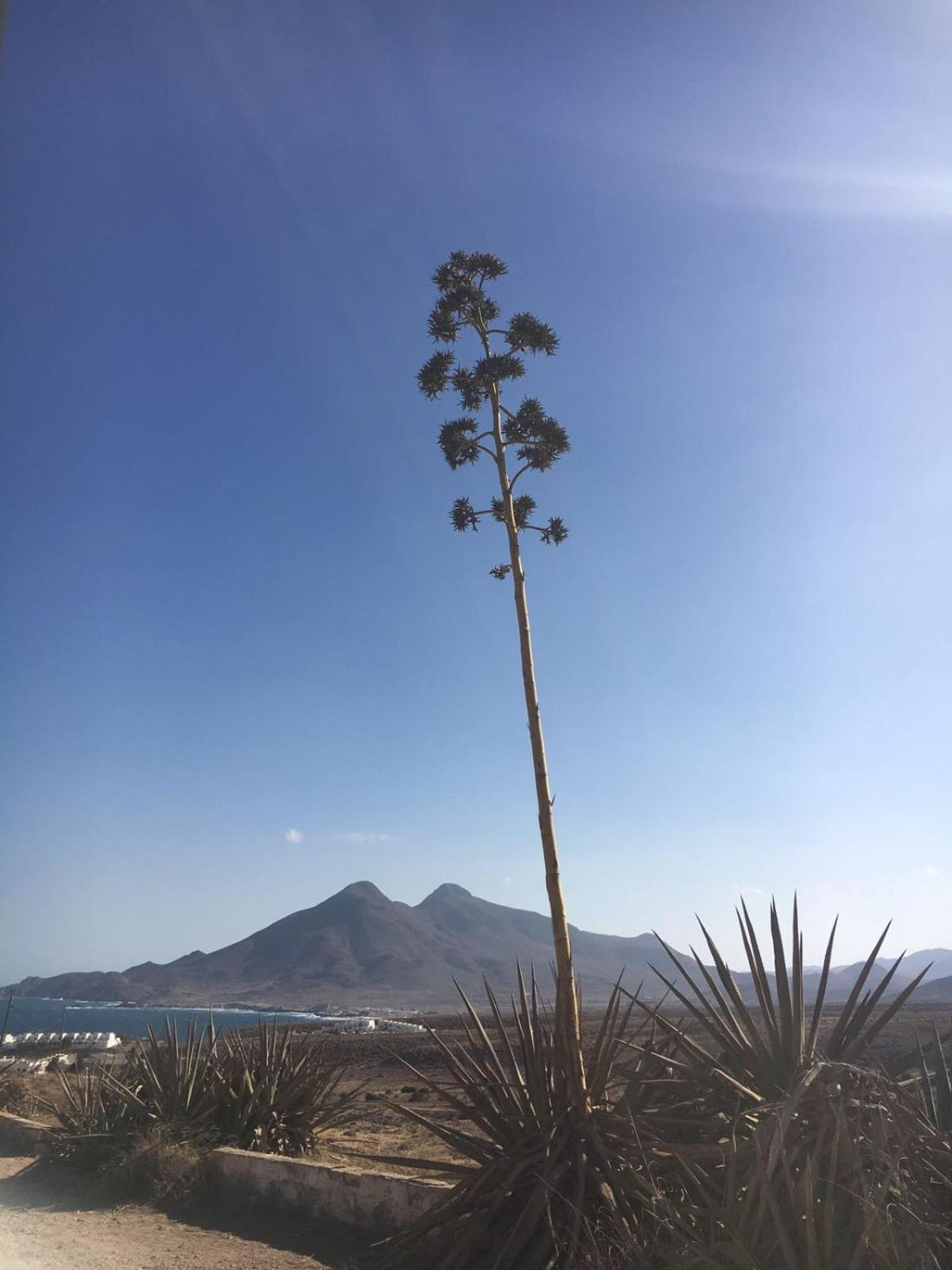 Casas Rurales Cortijo Torreblanca Parque Cabo De Gata Ел Посо де лос Фрайлес Екстериор снимка